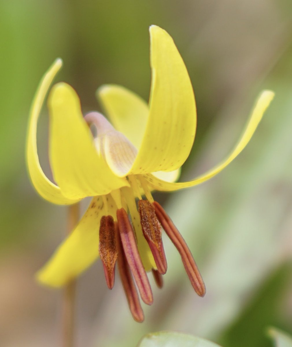 JRussPhoto's tweet image. Spring Flower #pollen #nature