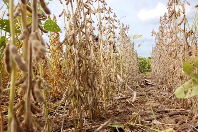 Qué está pasando con la calidad de la soja y por qué es muy importante realizar una correcta clasificación de la calidad?