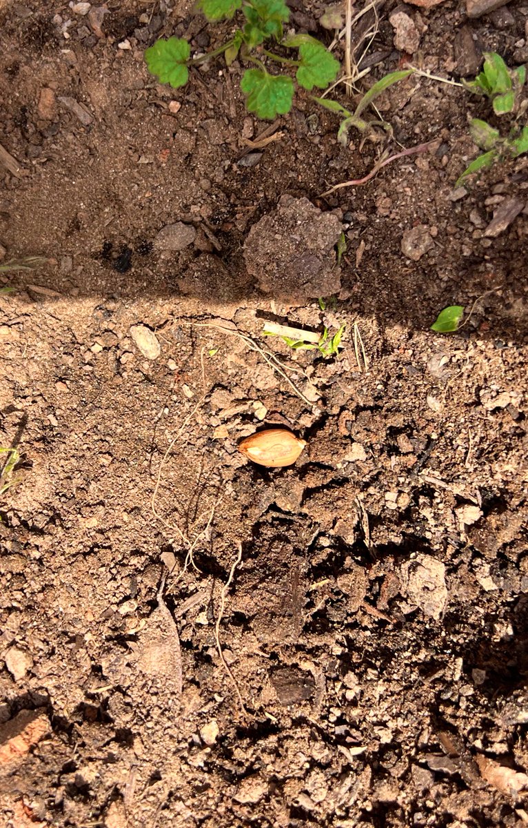 My expedition class learned about botanist and George Washington  Carver. We planted peanuts today! 
 #MECMEearthweek