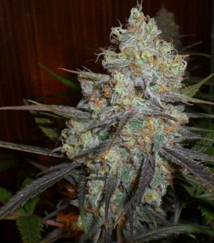 JohnnyBahamas3's tweet photo. @SunnysideReaper @cannalabs420 #Chocolope = OG Chocolate Thai/Cannalope Haze

@Gianniu8
@Simtrio1
@JPcrypto889
@NFTourist
@Frena91
@livebet86
@MrNessun0
@tittimontecryp1
@GaiJin911
@JimzzMvp
@Navidad771
@Antoniopjona
@lellomenne92
@BadSideNFTx
@Ruditou1 https://t.co/EflQTJ2AKG