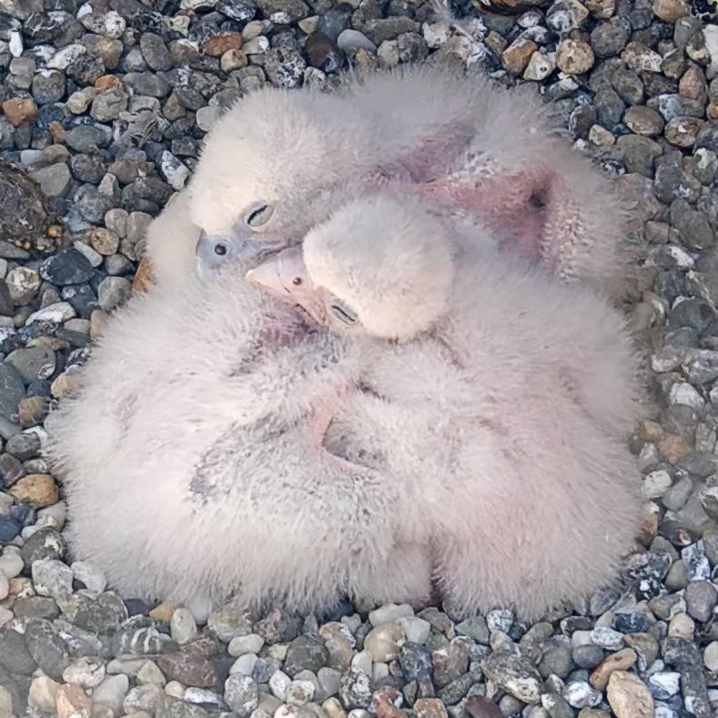 CalFalconCam tweet media