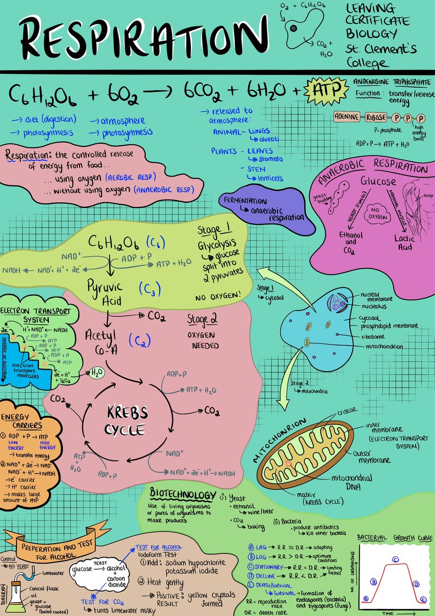 Respiration to add to the list! Next up is Genetics but will be split up into a few sections 🙌 like, share and feedback welcome 🙏 students seem to be engaging well with them on my side! Handy for exam questions
