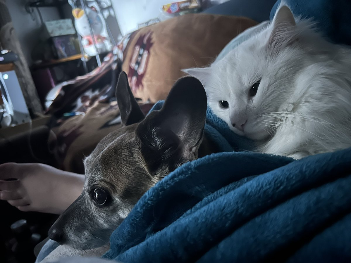 Smokey_Necko's tweet photo. Had to share my boys cutenesss!🥰🥰🥰
.
.
.
#cat #dog #catdog #furbaby #friendship https://t.co/aW7IaPMDY3
