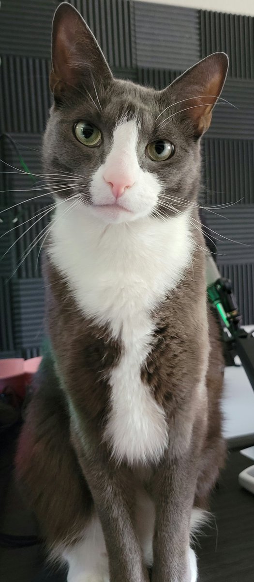 theJOSHfeed tweet media