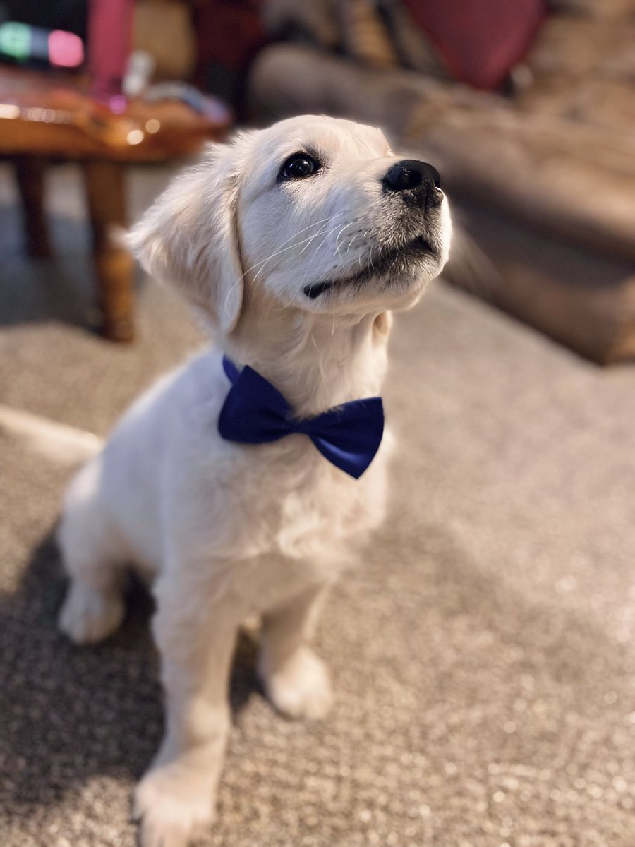 VascoCat's tweet photo. @meow_london Bow ties are nice 😊 https://t.co/QjSDyDQA0Y