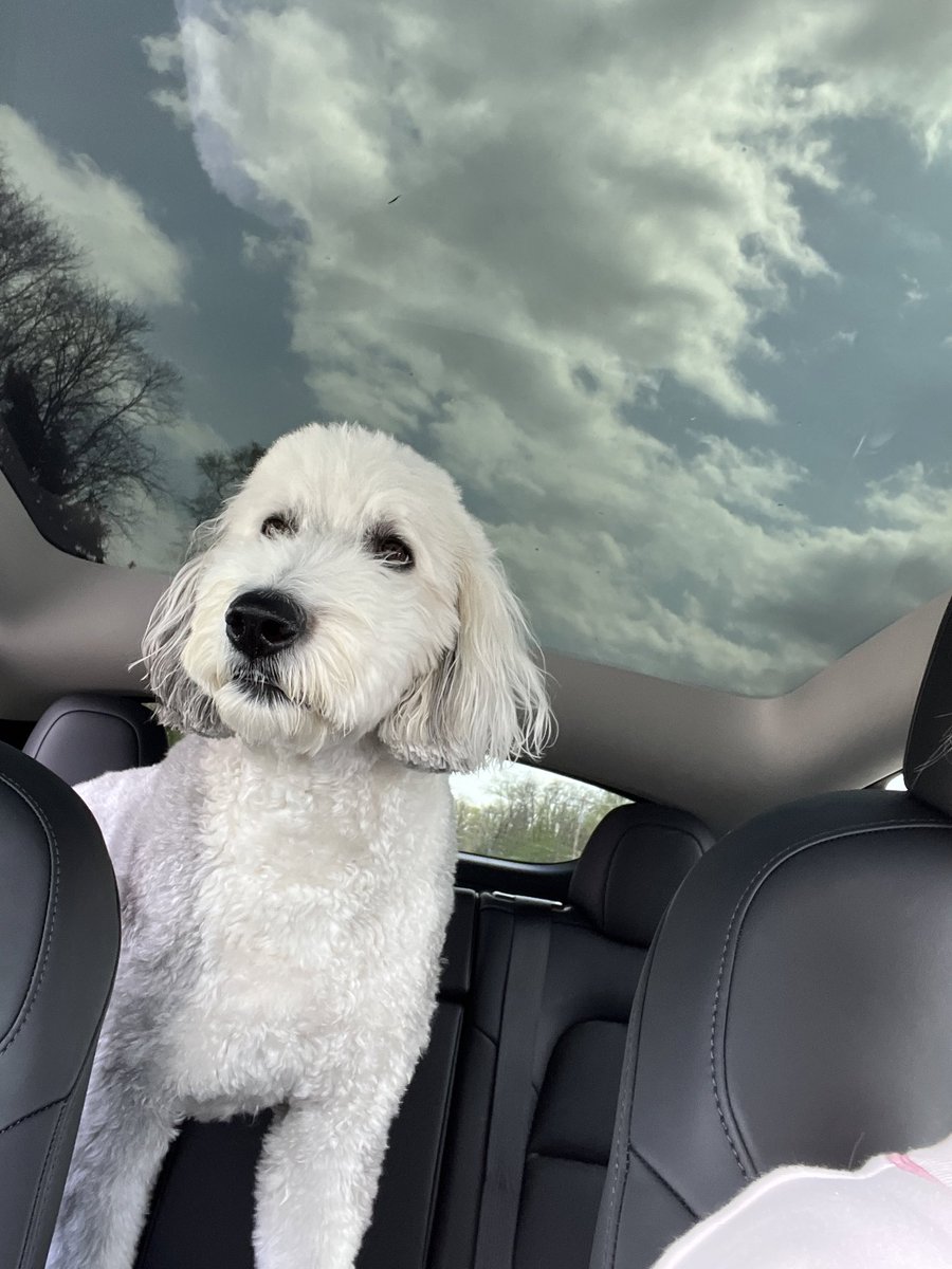 drpanman's tweet image. Hey @elonmusk  what do you get when you cross a #sheepadoodle and a Model Y?  A really cool picture.