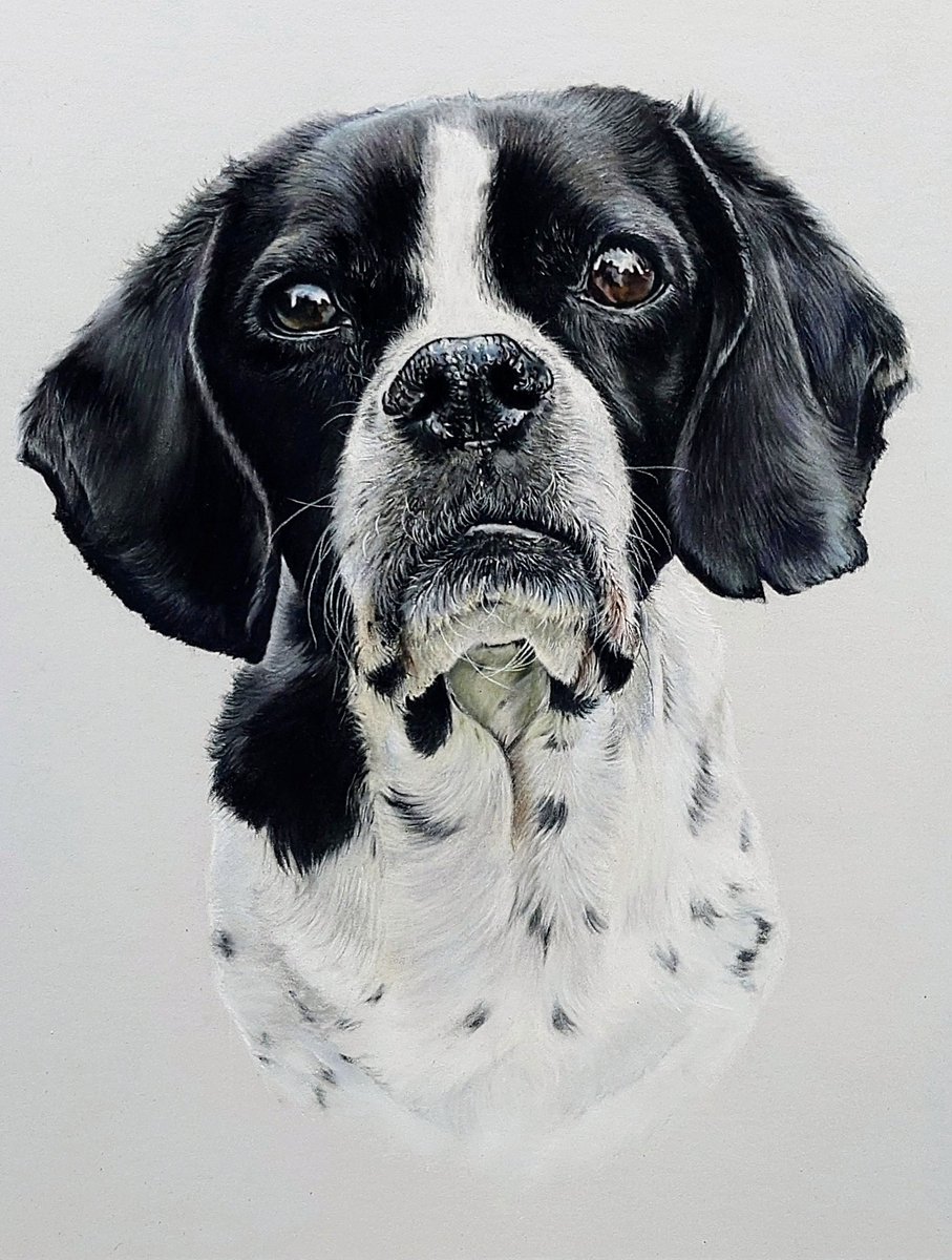 _underabluemoon's tweet photo. This is Pup. He was given the worst possible diagnosis in September and given 6 weeks. He's still with us, defying the odds 💪❤ 
#pastelpencil on #clairefontaine pastelmat paper #petportrait https://t.co/jpcHBeKLOo