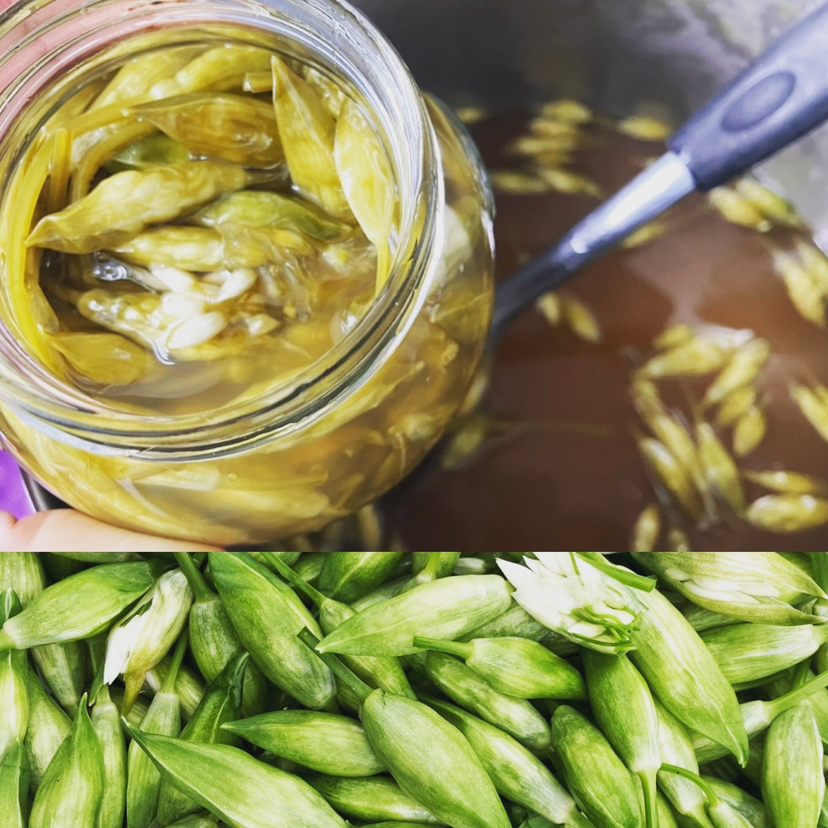 Refill_UK's tweet photo. We’re making the most of #wildgarlic #season before it shortly comes to an end, by preserving some lovely #wildgarlic #flowers for later in the year… (Wild garlic flowers make a great addition to salads and soups) 🌱😊
.
#welcomingsummer #preservingtheflavour #ofspring 🌱 https://t.co/VgOXZ47qfp