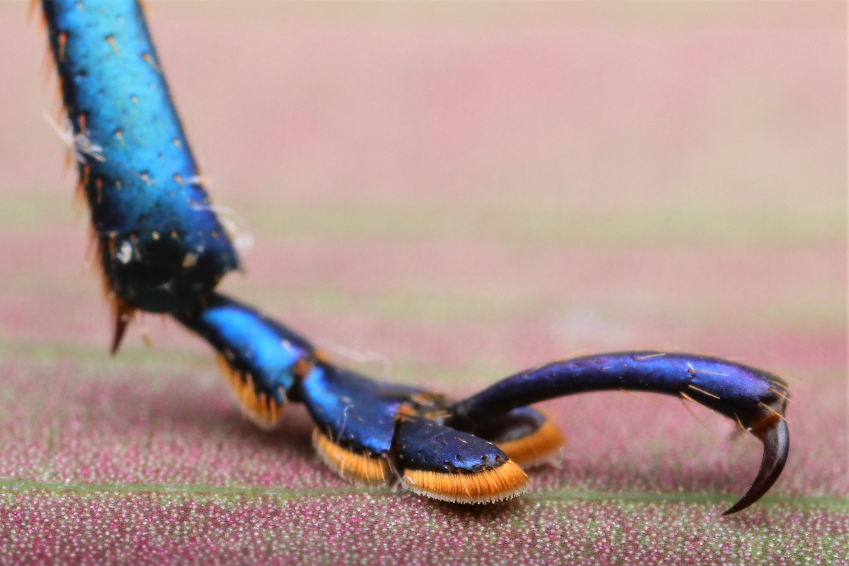 Ross Piper (DrRossPiper) / Twitter