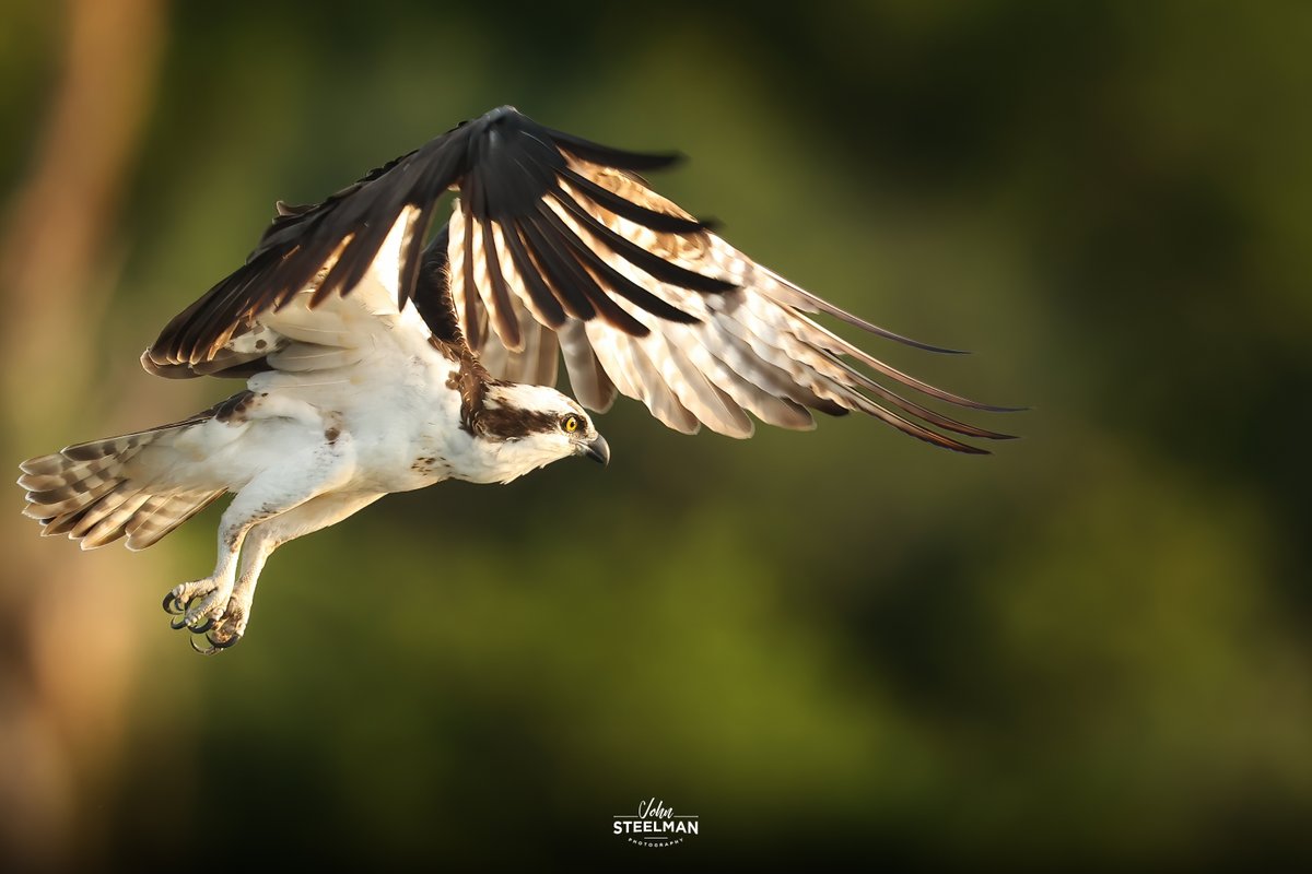 JSteelmanPhoto's tweet photo. Osprey
Armand Bayou Nature Center
04-20-23
Canon R6 - Canon 400mm F/2.8L IS II - Canon 2xii 800mm f5.6 1/1600 ISO 1600 EV0
#CanonFavPic #ShotOnCanon #EarthCapture #Birds #FeatherFest #Galveston #BirdPhotography #WildlifePhotography #CanonR6 https://t.co/wVSZWfg16R
