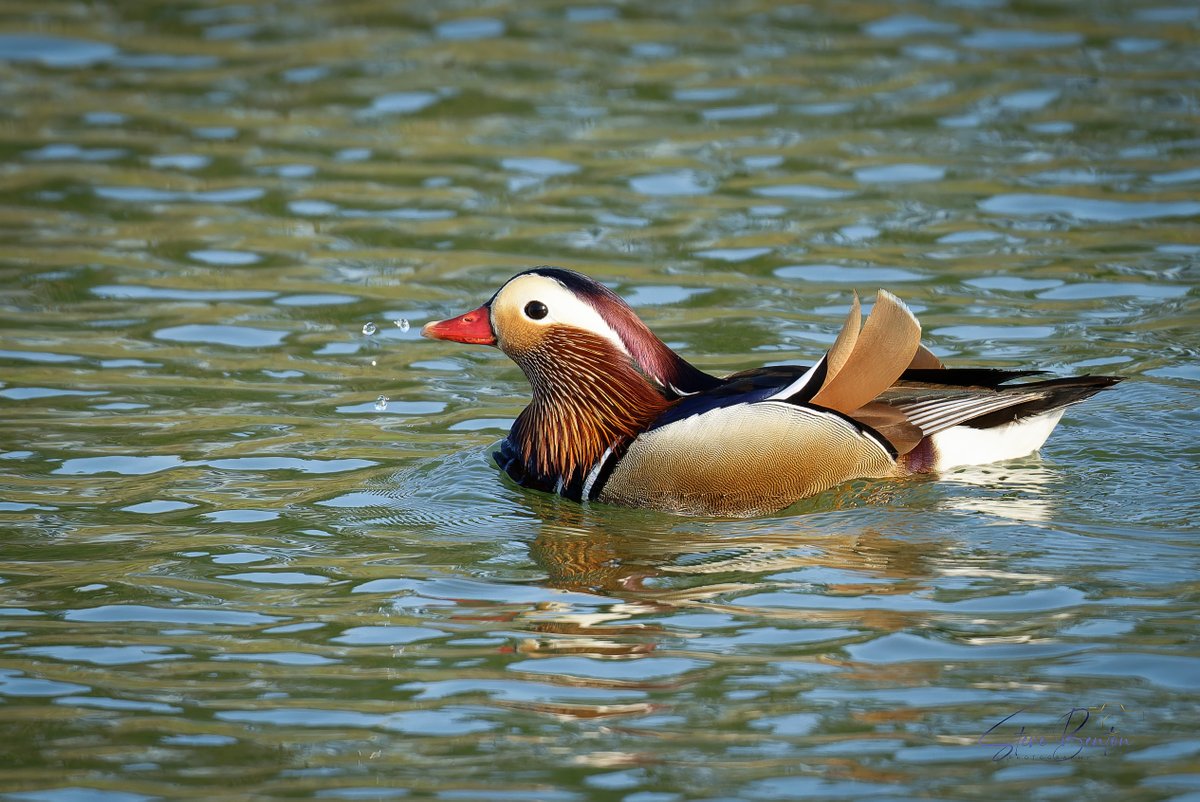 A first for me on the River Ogmore, a Mandarin Duck @GOWEROS1 @glamorganbirds @RSPBCymru