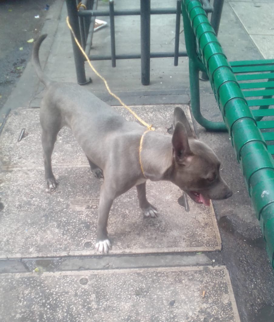 ana__islas's tweet photo. Ayuda por favor 🐶 

@PrrosPerdidosMX 

Este perrito está perdido desde ayer en calles de la Cuauhtémoc

Vecinos lo agarraron en la esquina de  Río Lerma y Río Elba y le dieron agua y refugio en un estacionamiento pero no pueden tenerlo

Saben qué se puede hacer? 

RT 🙏🏼 https://t.co/ctE3sGS0pU