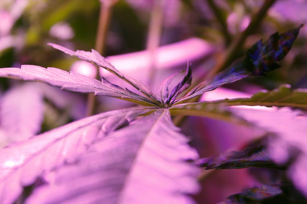 dlopeworks's tweet image. 🌿💨

#Happy420 #photography #ThePhotoHour #weed #marijuana