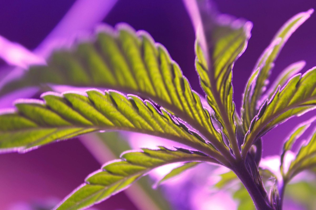 dlopeworks's tweet image. 🌿💨

#Happy420 #photography #ThePhotoHour #weed #marijuana