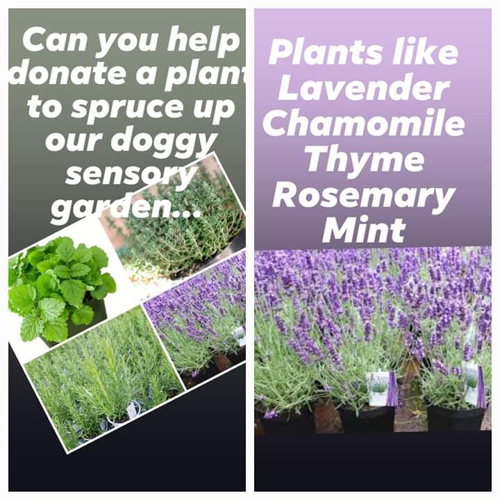 We are looking to update our sensory plant area... some of our plants are looking a little past their best 🙈 as are the pots they are in Can you help by donating a plant or pot..our large pots are 17 -18 inch in diameter if anyone has one they no longer need. We need 9 😎