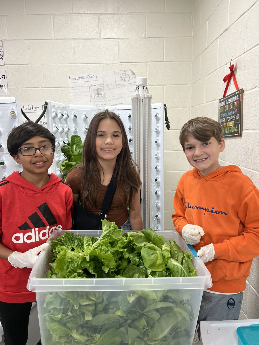 Harvesting lettuce from <a href="/ForkFarms/">Fork Farms</a> to donate to the <a href="/WSCPantry/">West Suburban Community Pantry</a>. Thank you <a href="/kauai2k/">DianeM</a> for coming to speak with the 6th graders about the food pantry &amp; the 6th graders impact in the community! <a href="/WillowCreek68/">Willow Creek School</a>