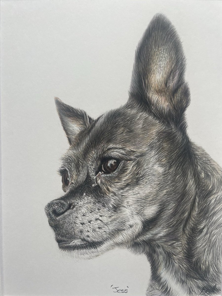KatrinSnellart's tweet photo. ‘Jess’ a sweet little Boston terrier cross.
I really enjoyed drawing her portrait and love the pose.
#bostonterrier #bostonterriersofinstagram #bostonterrierlove #bostonterriers #bostonterriercross #dogportrait #dogportraits #dogportraitartist #dogportraitsofinstagram https://t.co/N2iCbu3cli