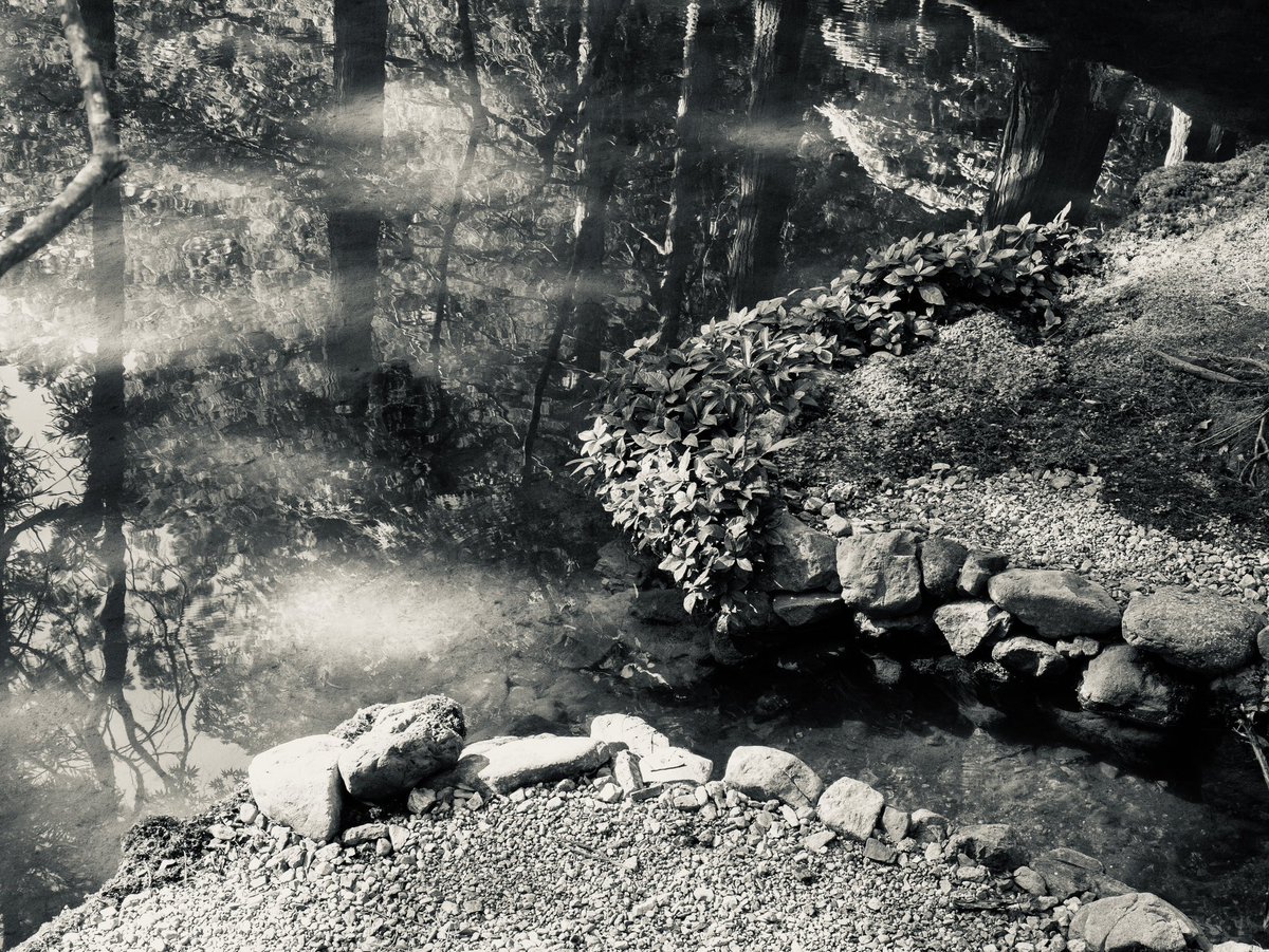 TonyCava's tweet photo. #Somethingbeautiful Japan Archive- Trees reflected in water in black and white. Saihoji Moss Temple (Kokedera), Kyoto. October 2019. #japan #kyoto #kokedera #worldheritagesite #trees #water #reflections #blackandwhitephotography #mosstodon https://t.co/nDros1R248