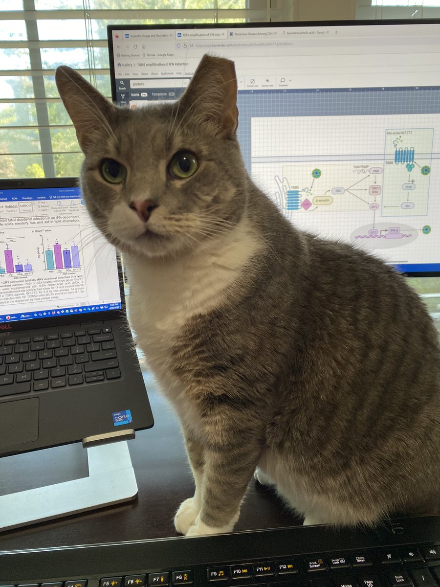 Karst Lab_UF tweet media