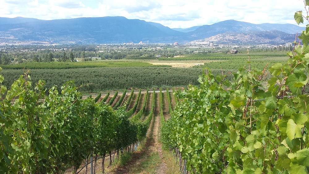 UBC_SEchange's tweet photo. Dr. Jacques-Olivier Pesme, Director of the UBC Wine Research Center, is watching the world change through a wine glass: https://t.co/ZwLUKOOLWh https://t.co/yRCNsR7fVp