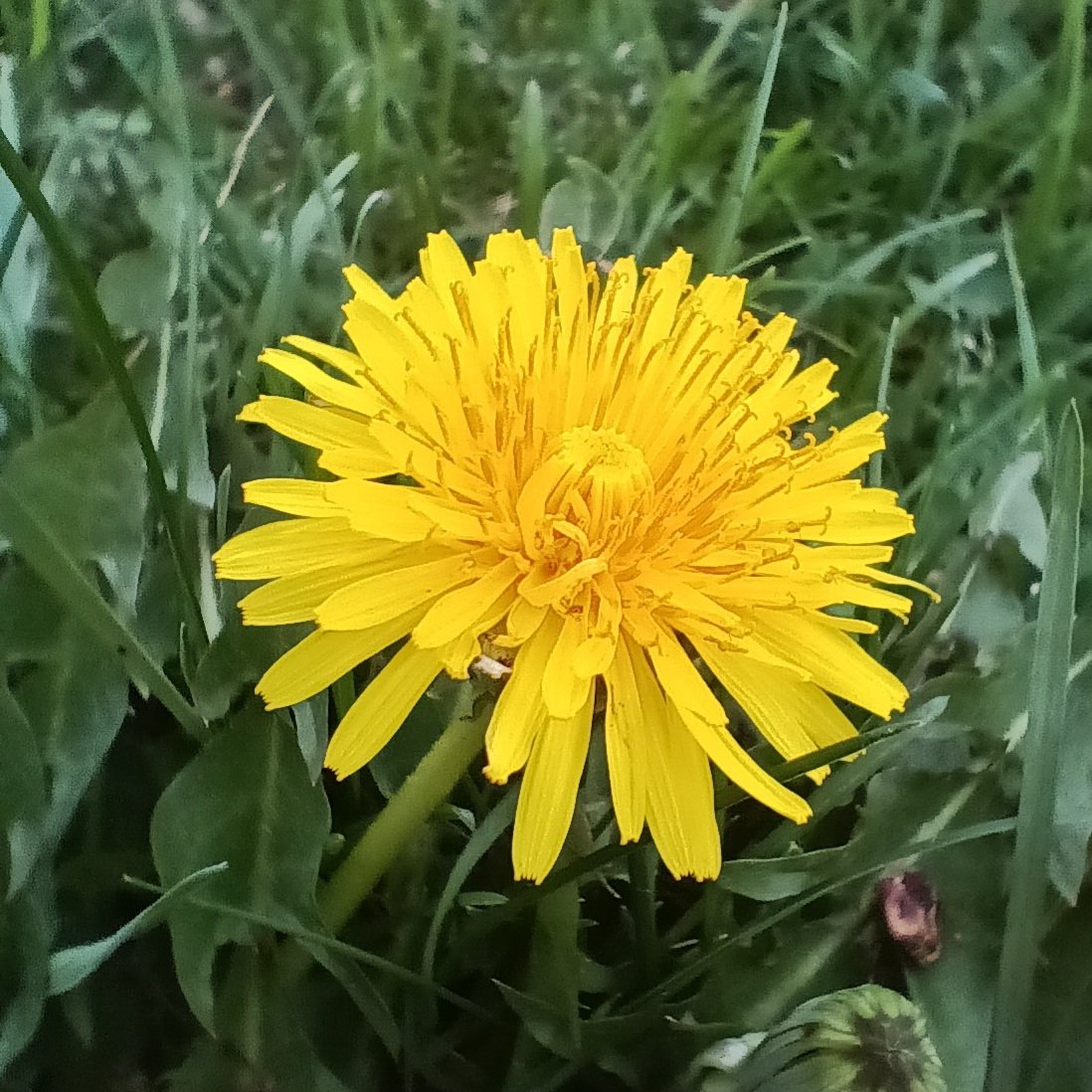 JohnELTenney's tweet photo. Some of my most powerful magical friends have made their yearly appearance.
30 million years of perseverance, beauty and service.
Now get out there and do the dandelions proud.
#magic #BeADandelion #witchery https://t.co/0ailBAAw6p