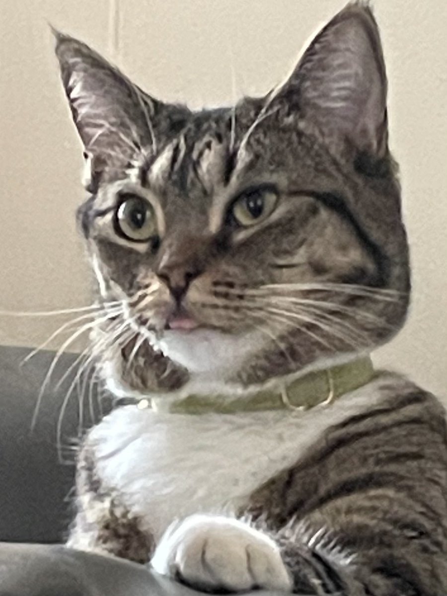 Ls44Shaw's tweet photo. @spirituallock Peridoodle turned 2yo today https://t.co/QIuTt7pn0Q