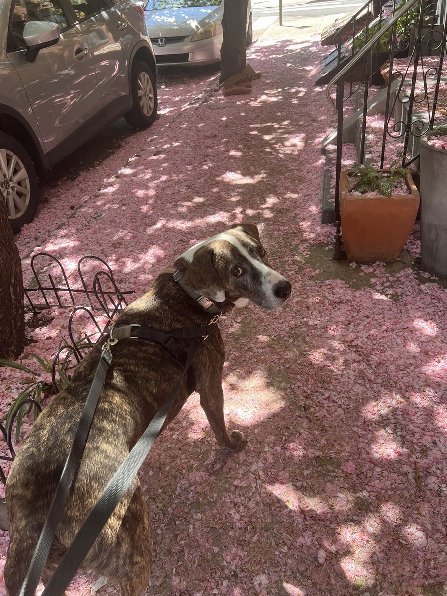 saragoldrickrab's tweet photo. Yes ma, I know the flowers are pretty….
#dogsarelove #springtime #WarrenBaderHarris #pitties #RescueDogs #Philadelphia https://t.co/4LEbHpWCvn