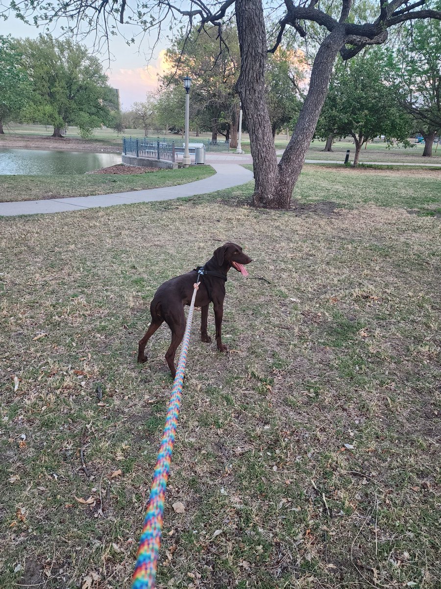 dxpthy's tweet photo. Hey friends, are any of y'all looking to adopt a dog? I took her in as an emergency foster to prevent euthanasia, but can't keep her since we have a full house with our own doggies already. There's a lot to say abt her so several tweets incoming - https://t.co/RRoU1aGYCz