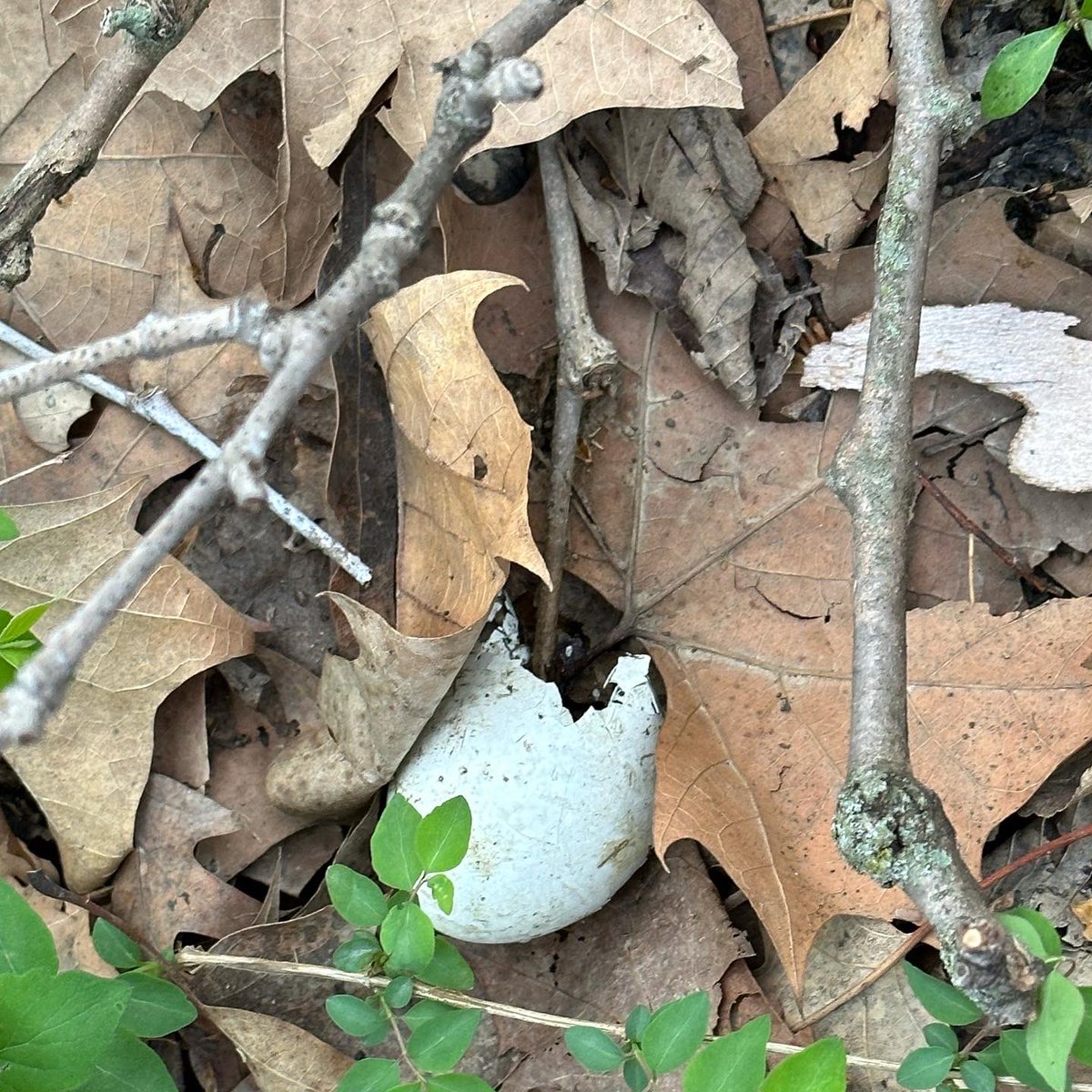 BEOUTDOORScom's tweet photo. Nest raiders and mushrooms #racoons #timberwalk #morels #turkeyhunting #trapping https://t.co/2D9y5pxp0u