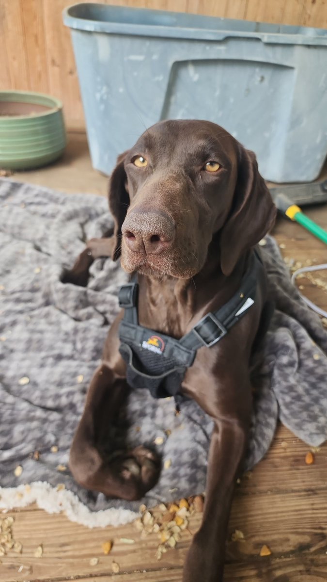 dxpthy's tweet photo. Hey friends, are any of y'all looking to adopt a dog? I took her in as an emergency foster to prevent euthanasia, but can't keep her since we have a full house with our own doggies already. There's a lot to say abt her so several tweets incoming - https://t.co/RRoU1aGYCz