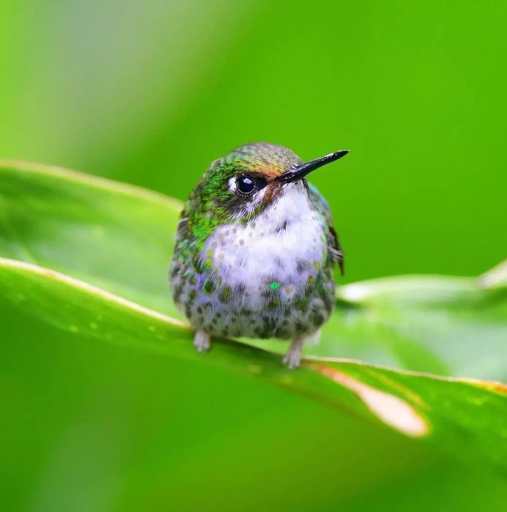 “Hummingbird brings the gift of joy. Learn to laugh and be happy.”