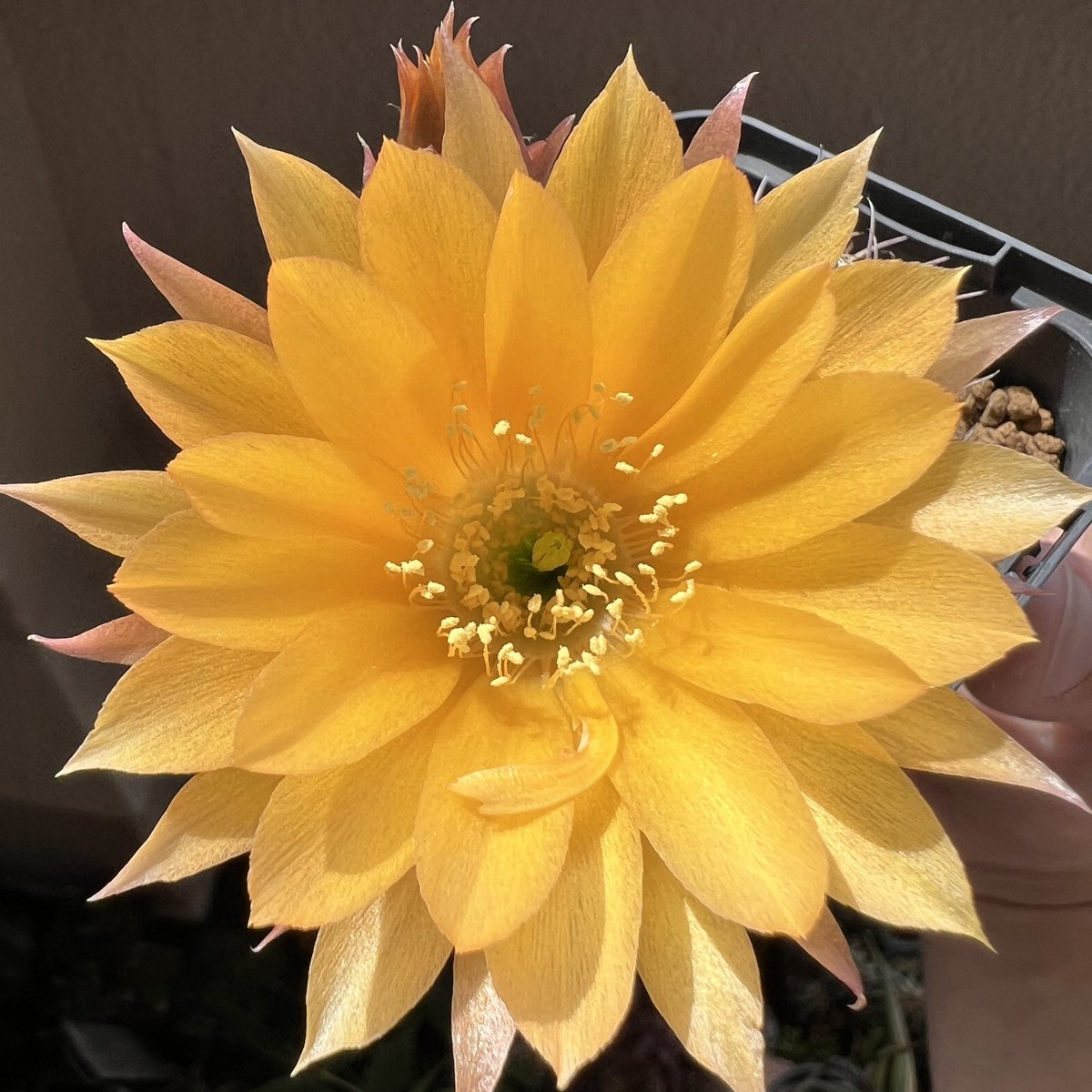nozomurashida's tweet photo. Lobivia backerbergii v. larae WR264開花。ボディも黒目で新刺が映える。ただ、このFNで調べても別種ぽい。。タネ違いかなあ。オキニなので正確な名前知りたいところ。#サボテン #cactus #flowers #花 #lobivia #idplease https://t.co/9IsZeQwFv0