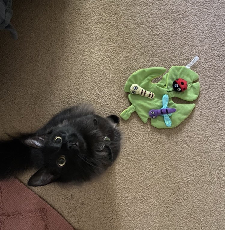 It’s Argyle’s 1st birthday! He celebrated with a new catnip mat, lots of play and treats, and a piece of brioche bread 🐈‍⬛
