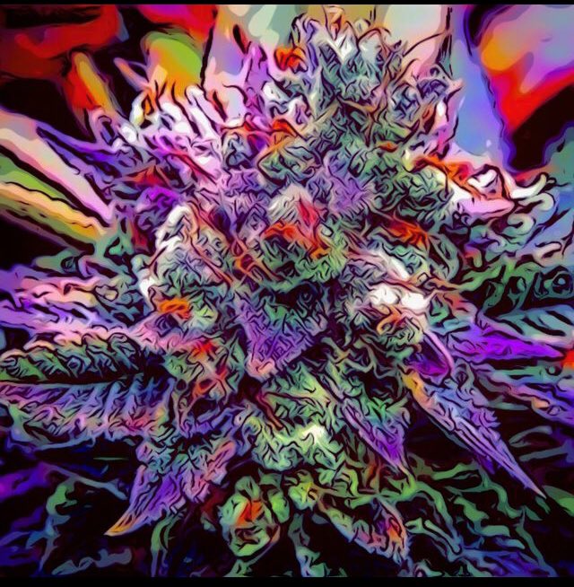 EileenPCarry's tweet image. #420day 🌾
It’s not a war on drugs, it’s a war on #conscientiousness. 

It’s just a pretty #plant. 💁🏻‍♀️*

🎧🎵🧠🎵⚡️
youtu.be/rSYwtllbweY
