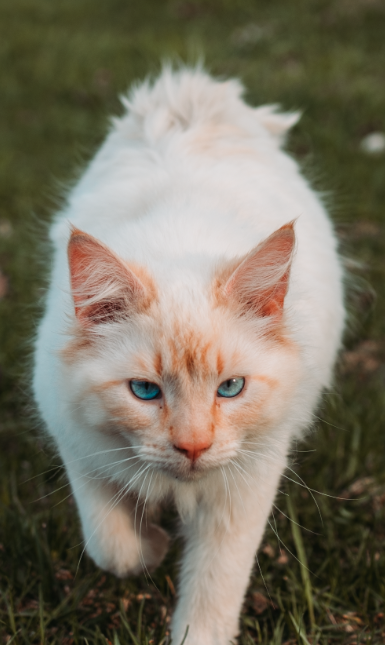 Freya always sends me unexpected cats to tell me I'm in the right place. I got another one today. This one's name is Sonic! She is a very, very loving barn kitty that came to greet me at a very out of the way tiny church we stopped to take photos of.