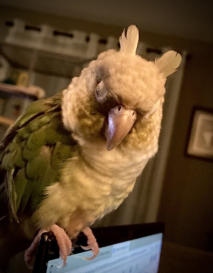 BaileyHelena's tweet photo. Momo the bunny bird https://t.co/VIsAISVpKg