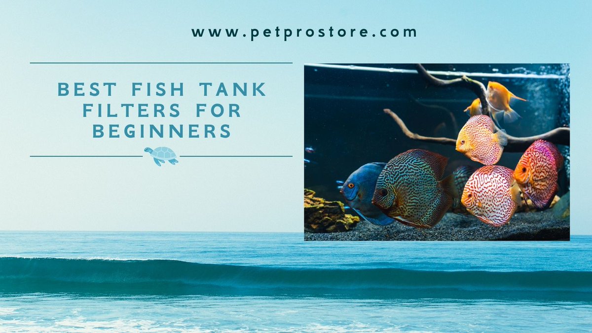 PetProStore1's tweet image. One of the most important things to consider when setting up your fish tank is the filter.

petprostore.com/best-fish-tank…

#fishpet #dog #dogs #pet #pets #cat #cats #dogstore #catstore #petstore #dogtips #cattips #pettips #doglover #petlover #catlover #puppy