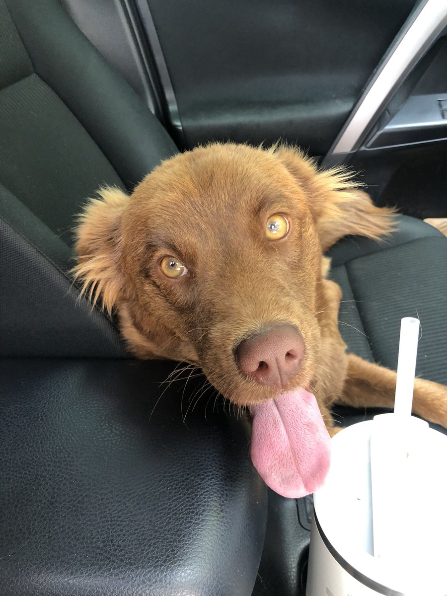 EdgewoodOT's tweet photo. FOUND DOG- this sweet pup was found looking a little lost at 36th and Enrique Barrera, please contact me if you know who’s baby this might be https://t.co/Kd8qEfrGWo