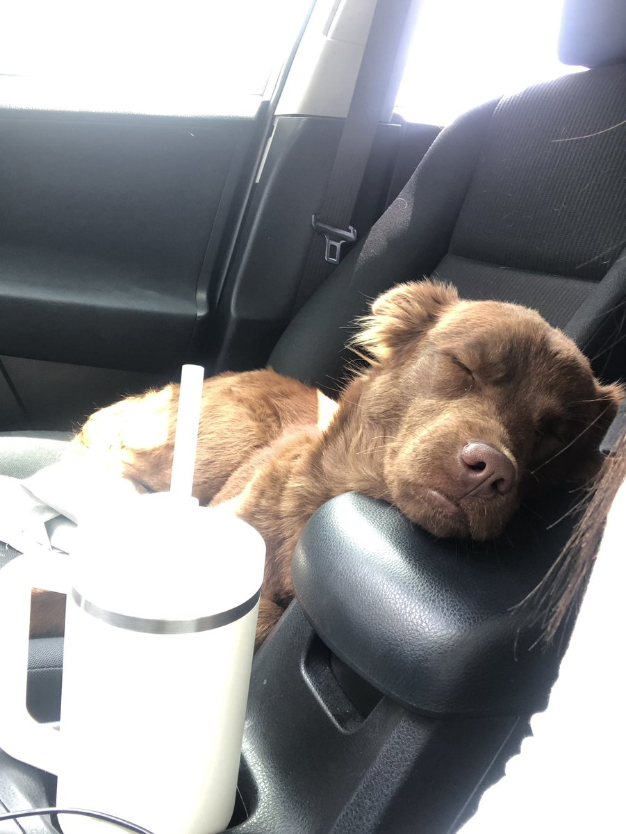 EdgewoodOT's tweet photo. FOUND DOG- this sweet pup was found looking a little lost at 36th and Enrique Barrera, please contact me if you know who’s baby this might be https://t.co/Kd8qEfrGWo
