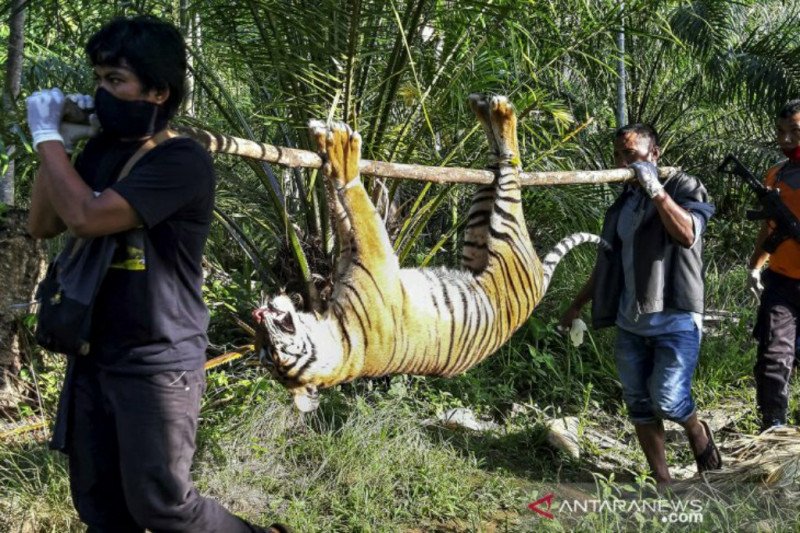 eddesign_'s tweet photo. THE LAST OF 🐯 SUMATRAN TIGER

Apakah Anda menyukai Durian? Ini bukan cerita ttg durian. Ini kisah pilu yg tak terlupakan. Saat bekerja di Sumatera Barat (1993-1999) sy khusus berkunjung ke Painan dan menjadi saksi bisu bagaimana 🐯HARIMAU SUMATERA liar harus 'bertarung' dengan.. https://t.co/MLJUans4ke