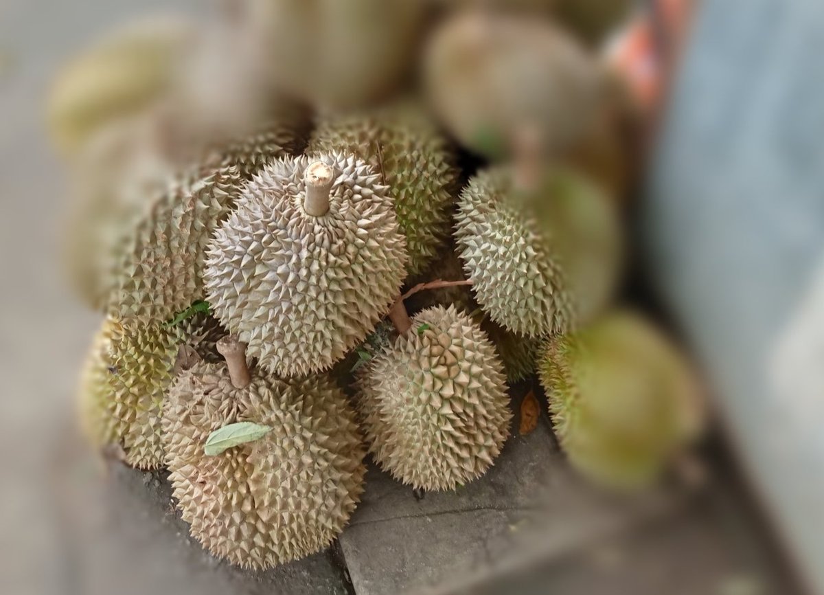 eddesign_'s tweet photo. THE LAST OF 🐯 SUMATRAN TIGER

Apakah Anda menyukai Durian? Ini bukan cerita ttg durian. Ini kisah pilu yg tak terlupakan. Saat bekerja di Sumatera Barat (1993-1999) sy khusus berkunjung ke Painan dan menjadi saksi bisu bagaimana 🐯HARIMAU SUMATERA liar harus 'bertarung' dengan.. https://t.co/MLJUans4ke