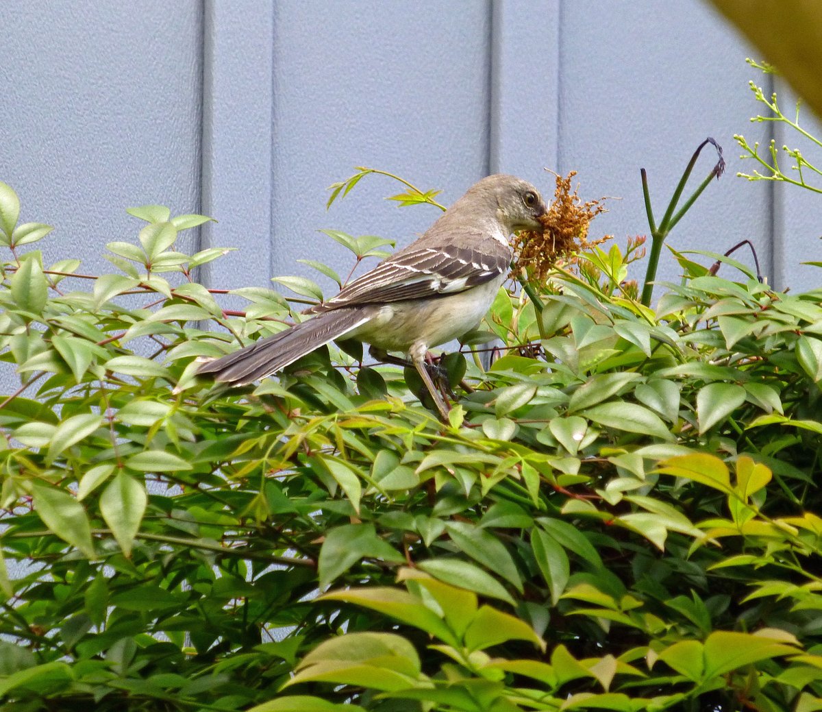 LLeighLove's tweet photo. the frontyard mockingbird couple is building.
Nesting in progress.
Just thought you'd like to know.
(The crows, who moved in the backyard, have caused them to build closer to the house. Probably smart.)
#BirdsOfTwitter, #mockingbird, #humanfrogalliance, https://t.co/w9h2OKpCdj