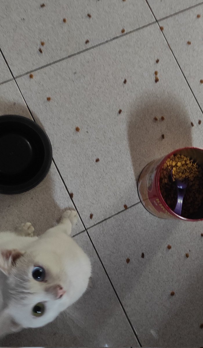 kochengfs's tweet photo. 🐈‍⬛ jabodetabek 1jt sama kandang + ganti makan seikhlasnya, alesan dilepas grgr gua udah cape ngadepinnya, telat makan dikit mangkoknya ditebalikin, telat beberes dikit litter boxnya yg ditebalikin, telat ngelus bentar elunya yg ditebalikin https://t.co/QEfFMvRXwX