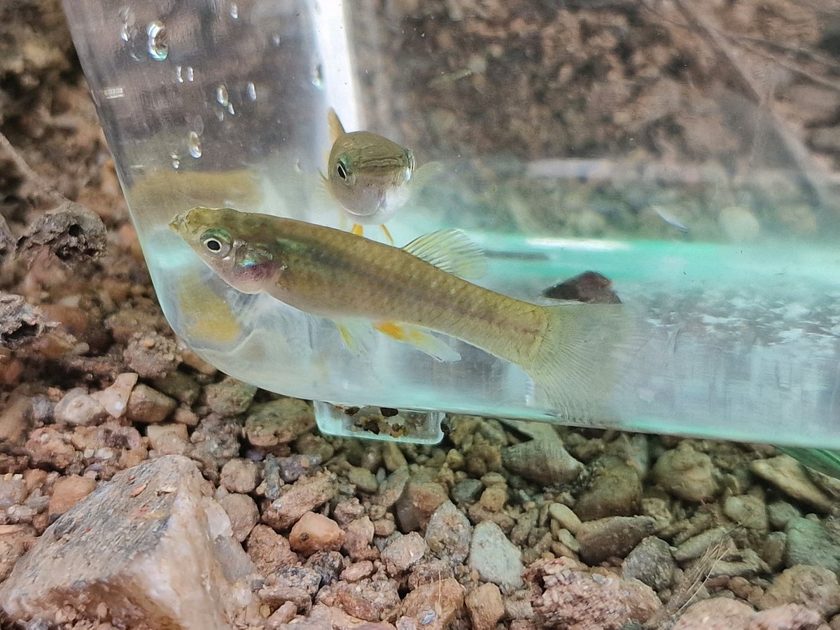 chris_schutz_'s tweet photo. Finally back in #Trinidad for some guppy research! During the last 2 weeks we've also found some other awesome animals while exploring! 🐒
Does anyone have an idea which molly we've found here? P. gillii possibly?
#teamfish
#poeciliareticulata https://t.co/zORMyeUEeg