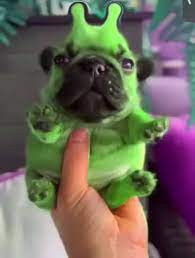 Nickich on X Hello JagexAsh can we get an alien dog pet added to the  game i think it would greatly add to the experience like if an alien race  was conspiring