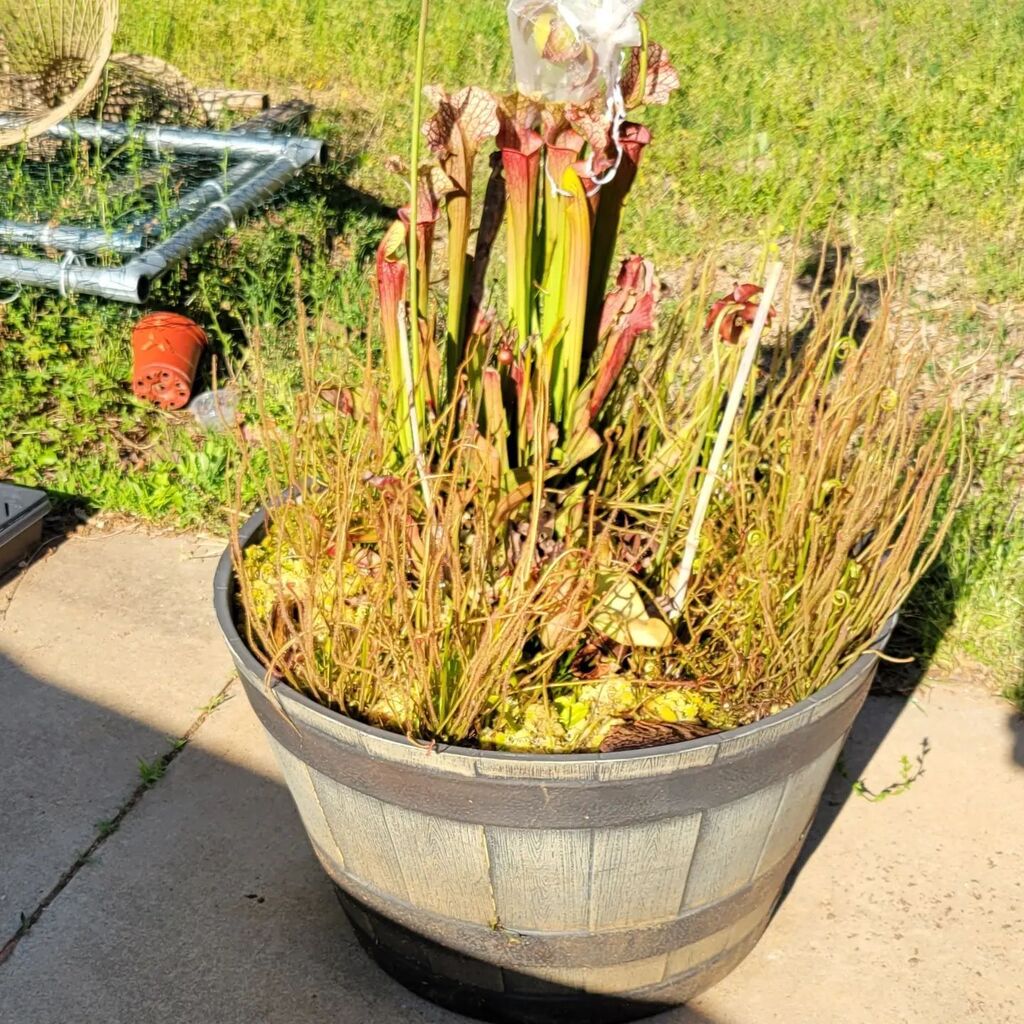 Panman200's tweet photo. I was walking my my daughter's bog and noticed a rogue binata coming out of the drainage hole. The actual plant is at least 18 inches away from the hole on the other side of the pot!
.
.
#carnivorousplants #carnivorousplantsofinstagram #drosera #sundews #sundewsofinstagram #… https://t.co/ZwpaO0KvTz
