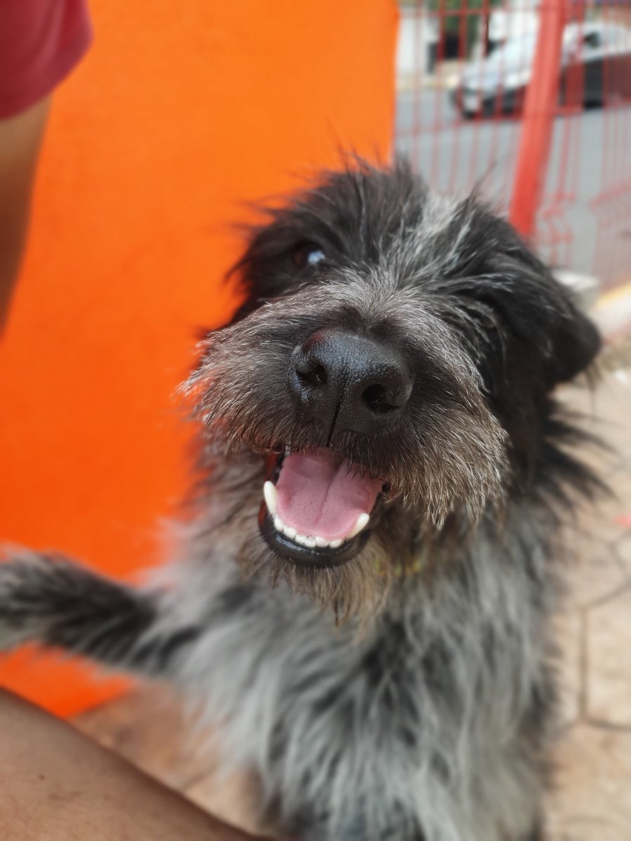 reevesmason1's tweet photo. RT @pat1tassinhogar: BARAK 🐕🐶🐕‍🦺
#EnAdopciónResponsable
Macho, 4 años, talla chica. Fue  resguardado en una tormenta pero nadie pregunto por él. Sólo necesita una caricia para obtener todo su amor.
Protocolo completo. 
#CDMX #EdoMex 🏡🏠
Cel. 552021266… https://t.co/o8xIH5q3HF