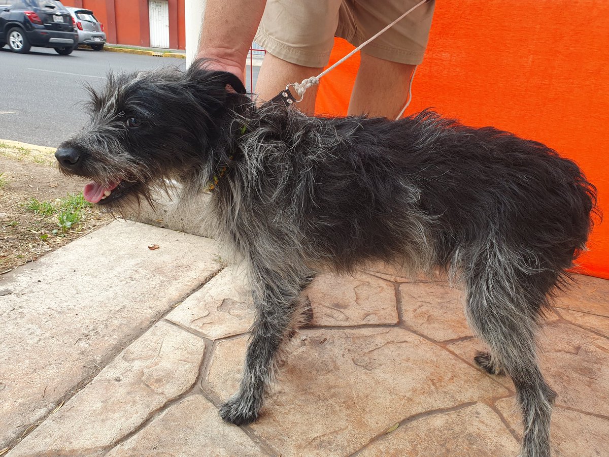 reevesmason1's tweet photo. RT @pat1tassinhogar: BARAK 🐕🐶🐕‍🦺
#EnAdopciónResponsable
Macho, 4 años, talla chica. Fue  resguardado en una tormenta pero nadie pregunto por él. Sólo necesita una caricia para obtener todo su amor.
Protocolo completo. 
#CDMX #EdoMex 🏡🏠
Cel. 552021266… https://t.co/o8xIH5q3HF