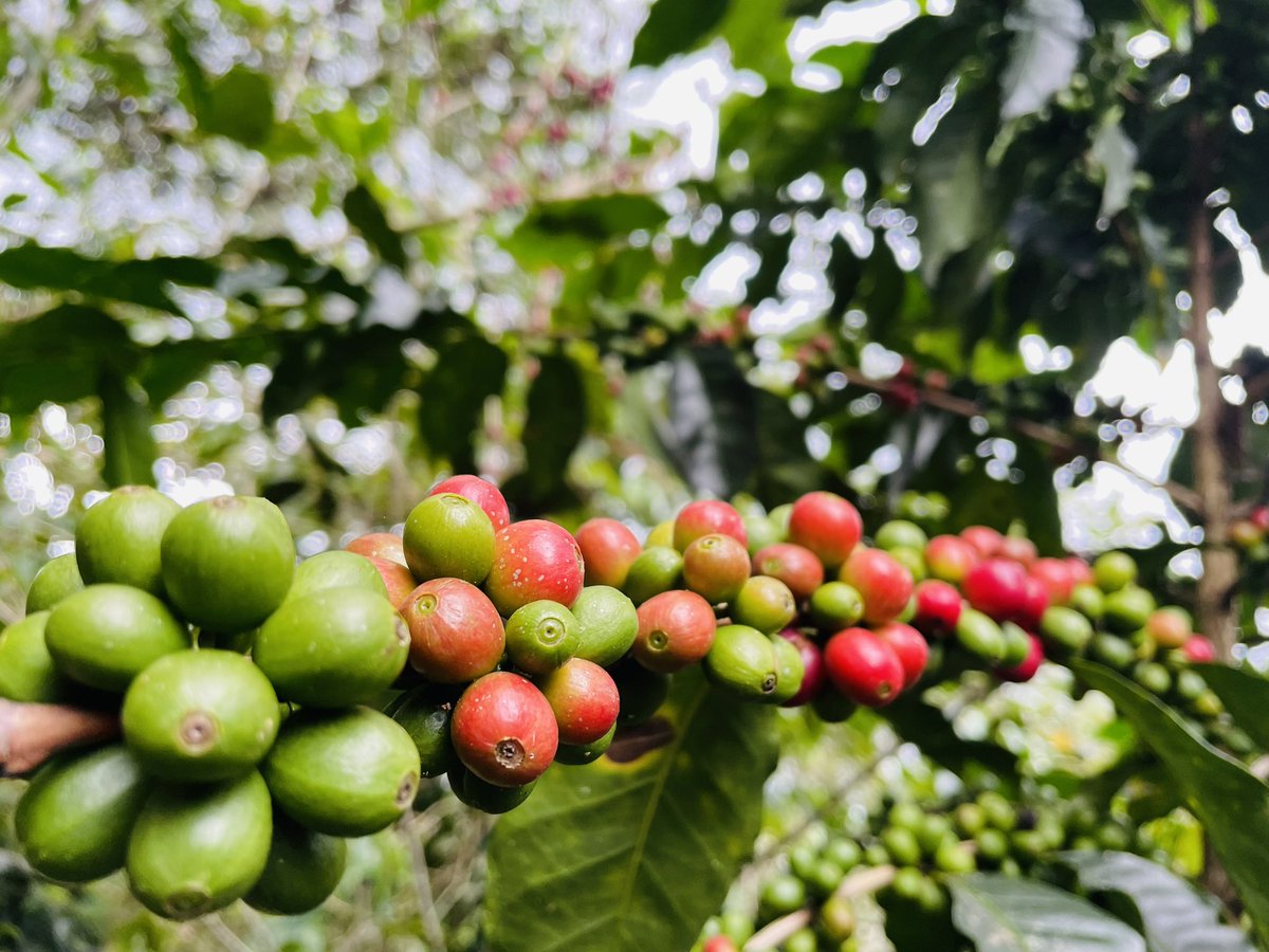 DeicyC✍️ tweet media