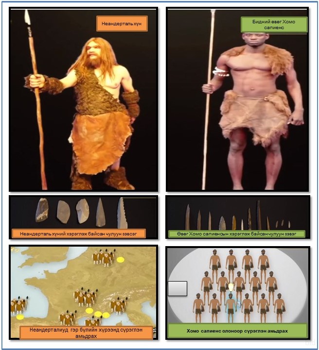 Өвөг Хомо сапиенсын технологийн ур чадвар нь адил Неандарталиудтай харьцуулахад маш өндөр байж. Хэрэглээ бүртээ тохируулан зэвсэгээ шовх, мөлгөр,үзүүртэй, мохоо, урт, богиниор хийдэг байж. Шалтгаан нь сүрэглэж амьдрах болсноор биенээсээ суралцах, мэдлэгээ хуваалцах боломж бүрдсэн